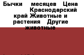 Бычки 11 месяцев › Цена ­ 120 000 - Краснодарский край Животные и растения » Другие животные   